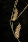 Blister sedge